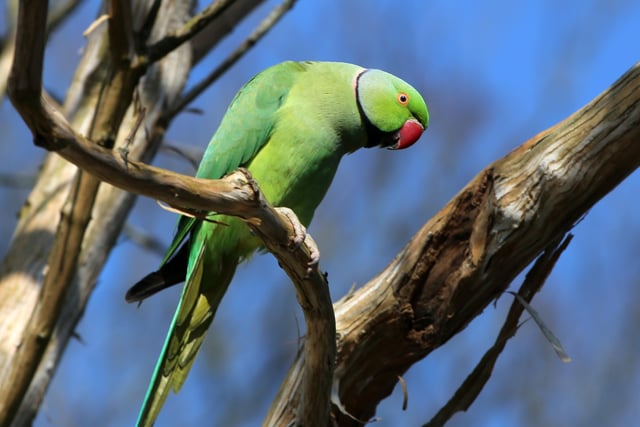 "I saw this unusual visitor in my garden in Hampden Park today, think its a green parakeet," said Norman Brown, who captured him with a Canon 6D. SUS-220323-154859001