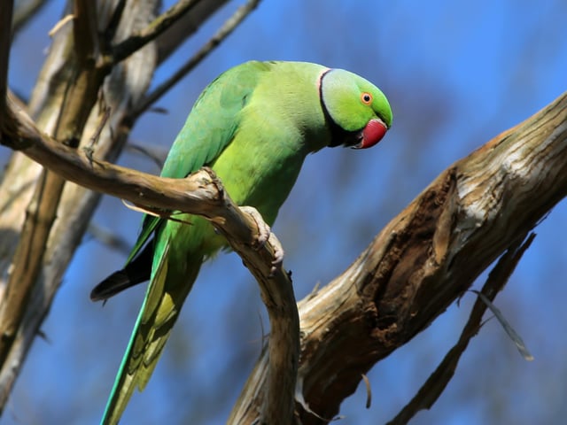 "I saw this unusual visitor in my garden in Hampden Park today, think its a green parakeet," said Norman Brown, who captured him with a Canon 6D. SUS-220323-154859001