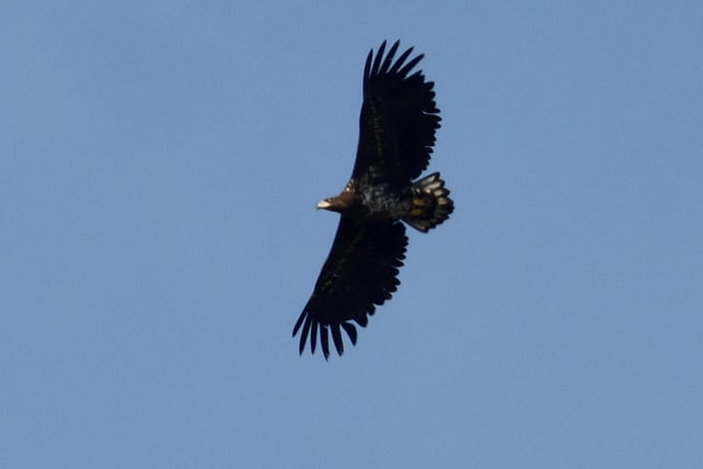 Mark Forse captured this rare sight of a white tailed eagle at Butts Brow on Sunday March 20. "With a wingspan over 7ft. It’s the largest bird of prey native to Britain. Very lucky to see it," he said. SUS-220323-155228001