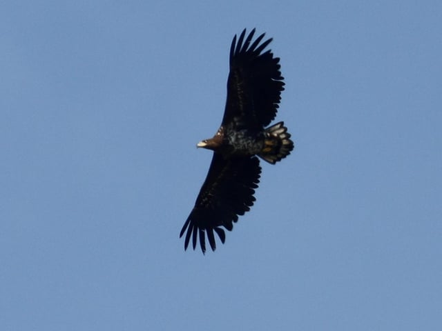 Mark Forse captured this rare sight of a white tailed eagle at Butts Brow on Sunday March 20. "With a wingspan over 7ft. It’s the largest bird of prey native to Britain. Very lucky to see it," he said. SUS-220323-155228001