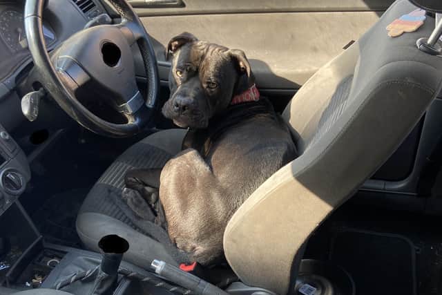 The dog in the car in Jevington Gardens, Eastbourne SUS-220324-145901001