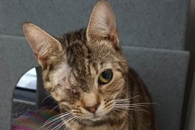 One-eyed moggy Marie is in need of a loving new home. Picture: Cats Protection.