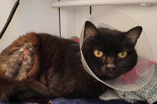 Cat charity appeals to cover Pedro’s soaring vet bills. Photo from Cats Protection. SUS-220325-165501001