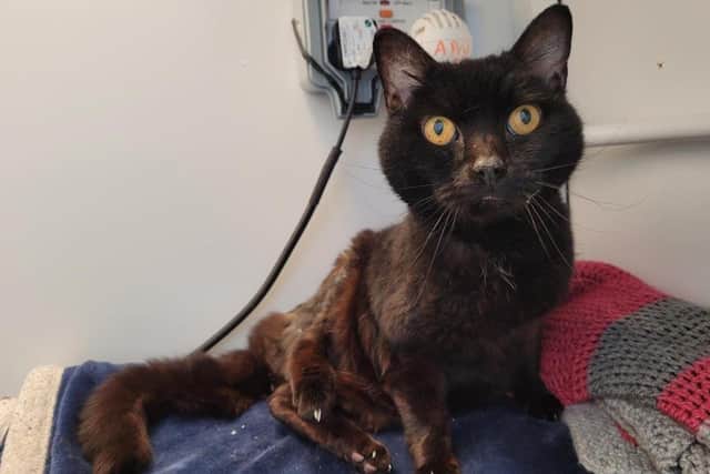 Cat charity appeals to cover Pedro’s soaring vet bills. Photo from Cats Protection. SUS-220325-165450001