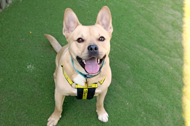 Milo, a Labrador cross French Bulldog at Dogs Trust, is looking for a home.