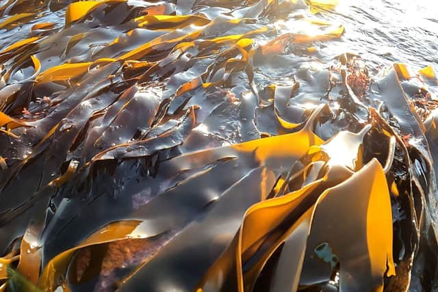 Kelp at Bognor. Picture: Paul Boniface