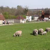 The Weald and Downland Living Museum's spring programme includes inspiring Historic Life Weekends to traditional Easter celebrations and fun-filled school holiday activities