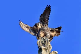 The Chichester Cathedral peregrines. Photo by David Shaw