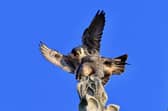 The Chichester Cathedral peregrines. Photo by David Shaw