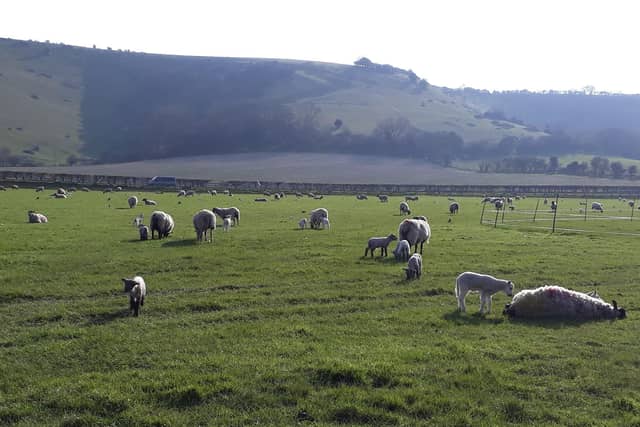 The first of the spring lambs. Taken by Sylvia James on a Samsung Galaxy A3. SUS-220330-084501001