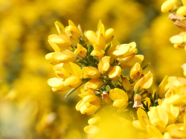 "The recent sunshine has really brought out the gorse into a vibrant yellow. A real joy to see.," said John Riley, who took this photograph on the Downs with a Nikon P500. SUS-220330-084914001