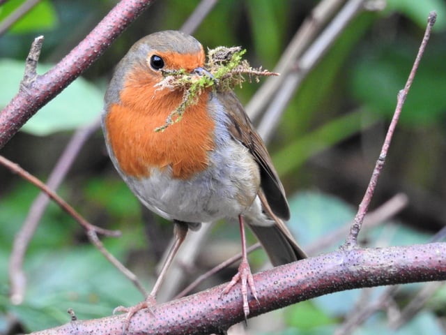 Good housekeeping from a robin, taken by Rob Torre. SUS-220330-085820001