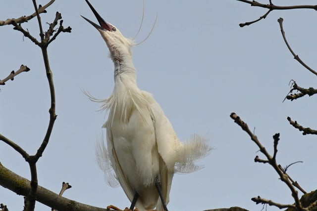 "The little egrets have started looking at nest sites in Hampden Park and announcing their presence with a strange bubbling noise.," said Derek A Briggs, who snapped this fellow with a Nikon Z. SUS-220330-085112001