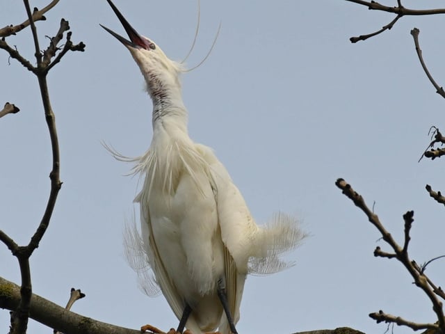 "The little egrets have started looking at nest sites in Hampden Park and announcing their presence with a strange bubbling noise.," said Derek A Briggs, who snapped this fellow with a Nikon Z. SUS-220330-085112001