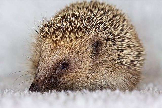 Hedgehogs were known as 'Prickleback urchins' in the Sussex dialect