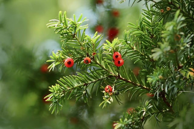 'Snottgogs' is the name for Yew berries in the Sussex dialect.