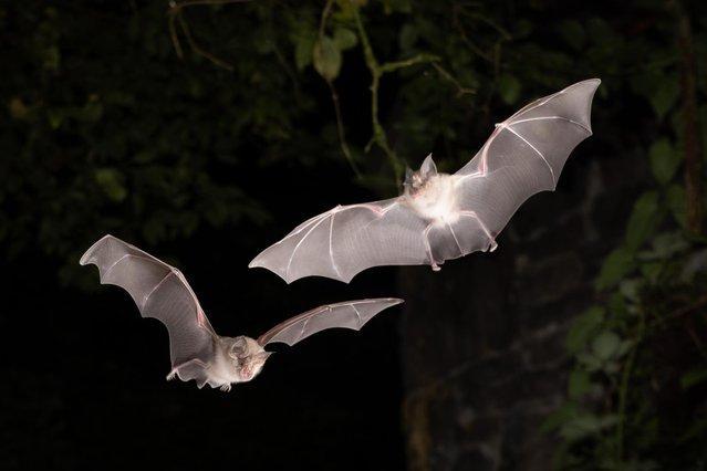 'Flittermouse' is the Sussex dialect word for bat. Believed to have come from the German 'fledermaus'. Picture courtesy of Andrew McCarthy. www.andrewmccarthyphotography.co.uk