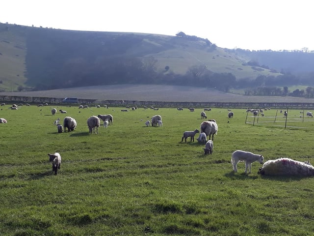 The first of the spring lambs. Taken by Sylvia James on a Samsung Galaxy A3. SUS-220330-084501001