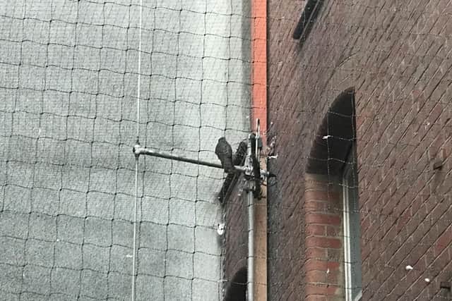 The peregrine falcon had became trapped behind netting at the exit of the car park at the Brighton Hilton Metropole