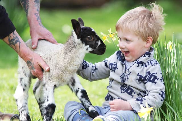 Jack Peacock, 3, Jenny's grandson at Coombes Farm in Lancing. Photo: Eddie Mitchell