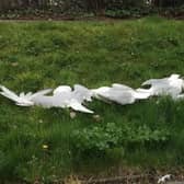 Dead seagulls at Hollington SUS-220104-092255001