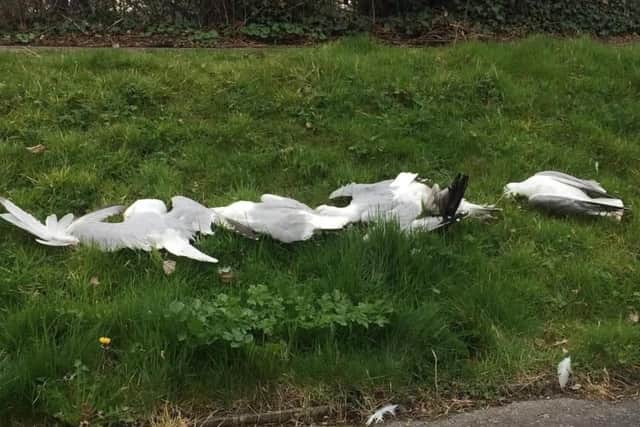 Dead seagulls at Hollington SUS-220104-092255001