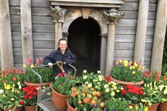 Arundel Castle gardener Rose Philpot puting out the tulip pots