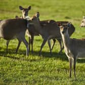 Deer are the stars at Sky Park Farm. Picture courtesy of Sky Park Farm © Jake Eastham SUS-211217-100137003