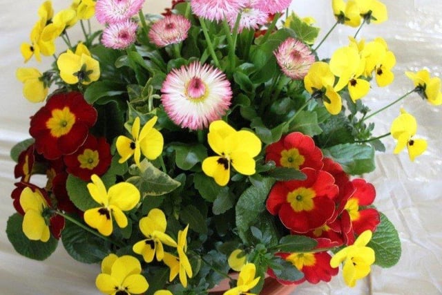 Yapton Cottage Gardeners’ Society had 180 entries for its spring show, creating quite a spectacle in the Village Hall