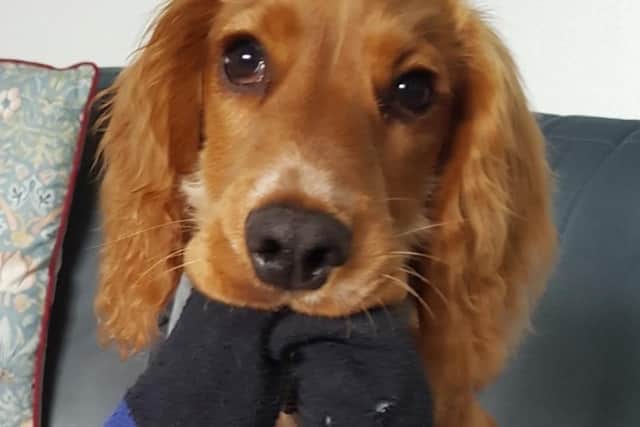 Ollie, a 17-month-old male, tan-coloured cocker spaniel, was taken according to Sussex Police. SUS-220404-152817001
