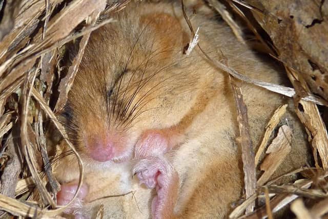 A hazel dormouse, one of the many species benefitting from well-managed hedgerows. Photograph: Neil Hulme