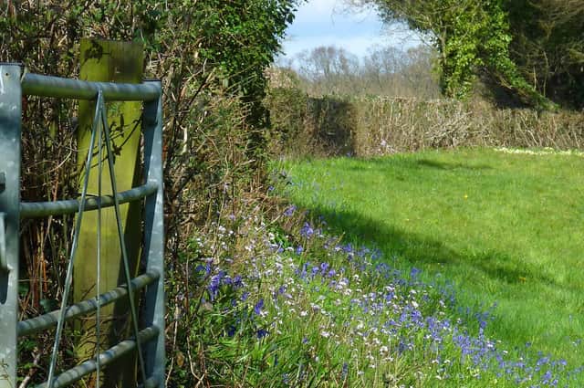 Spring flowers along a Sussex hedgerow. Photograph: Neil Hulme