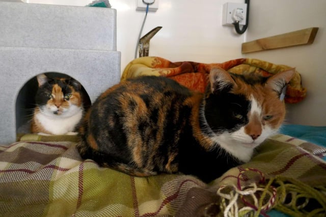Dinky is looking for a home with her loving friend Flossy. They would like to be the only cats in the home. They could potentially live with a calm family and would like a garden. SUS-220404-115100001