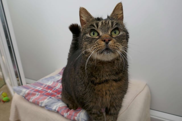 Tinkerbell is a sweetheart, she enjoys nothing more than head rubs and chin bumps. She could live with a calm family and potentially other pets and will also need garden access. SUS-220404-115224001