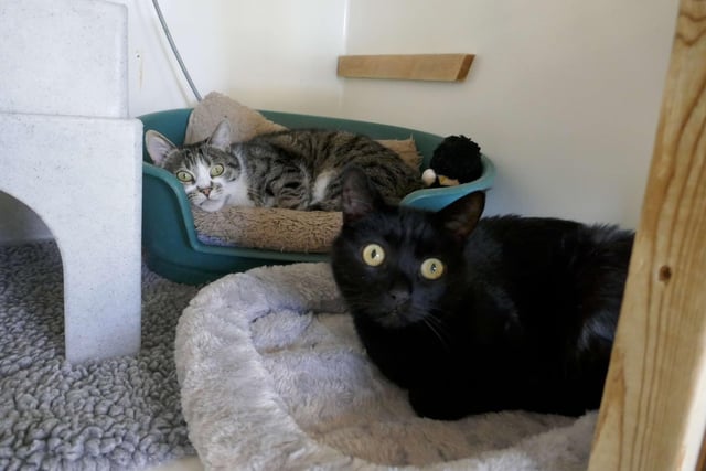 Hector is a shy boy who takes time to gain your trust, Hamish is a loving boy who enjoys a fuss. They are looking for a home together with garden access. SUS-220404-115143001