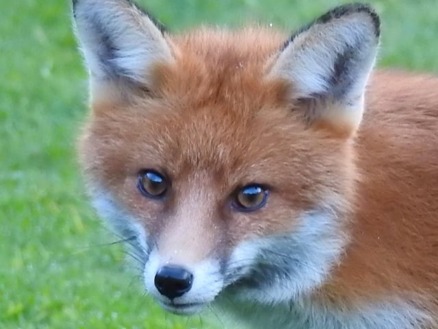 "One of our nocturnal visitors out in daylight," said Rob Torre, who snapped this fox in his garden in Westham. SUS-220504-100312001