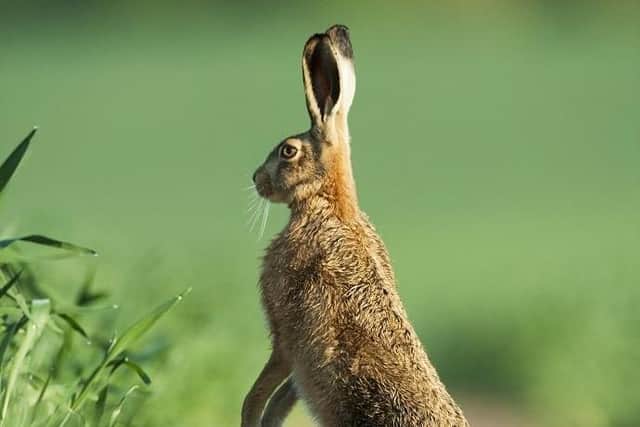 A brown hare adult standing upright on its hind legs. Picture: Elliot Neep/Sussex Wildlife Trust.