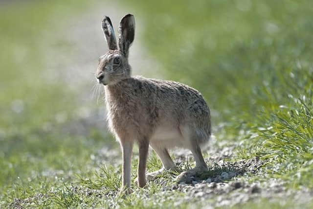 A brown hare. Picture: Hugh Clark FRPS/Sussex Wildlife Trust.