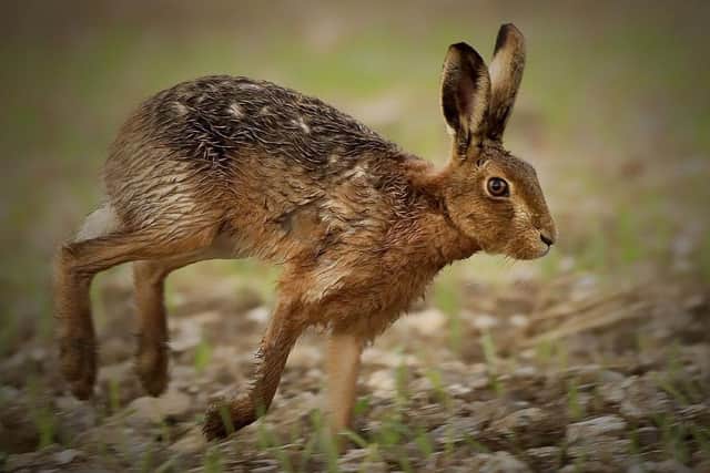A brown hare. Picture Sean Stones/Sussex Wildlife Trust.