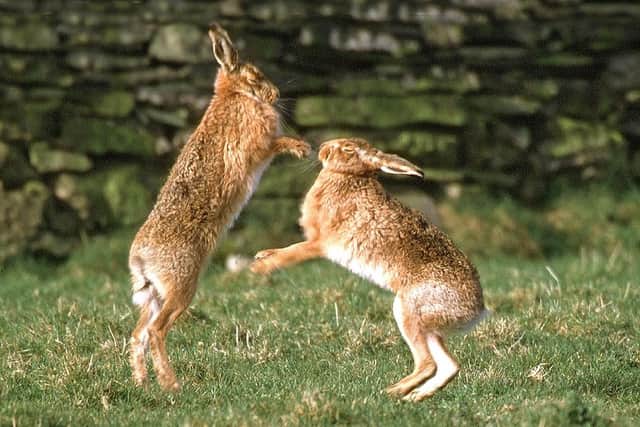 Brown hares boxing. Picture: Roger Wilmshurst/Sussex Wildlife Trust.