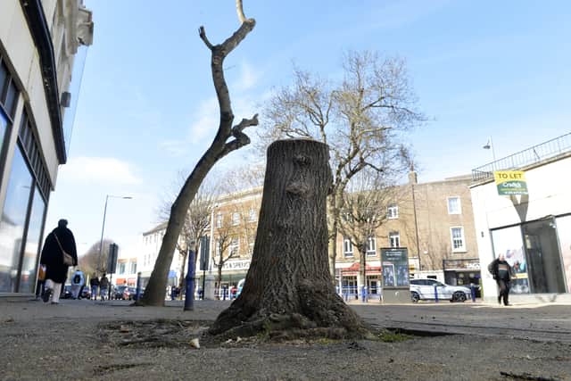 A tree that has been cut down in Terminus Road, Eastbourne (Photo by Jon Rigby) SUS-220604-111430008