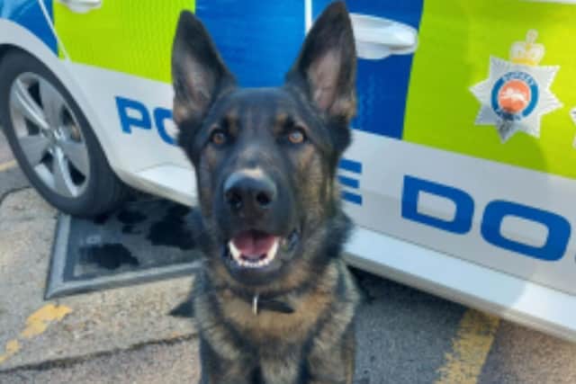 PD Hoxton, known as Hox, a two-year-old German Shepherd tracked down a robbery suspect