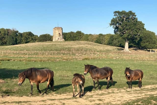 Exmoor ponies on the Knepp Estate near Horsham. Photo: Hayley Carr