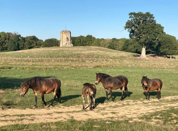 Exmoor ponies on the Knepp Estate near Horsham. Photo: Hayley Carr