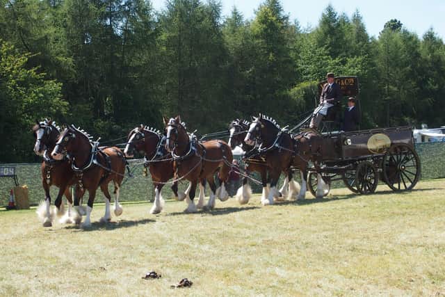 The Waldburg Shires will be appearing for the first time at this year’s annual London Harness Horse Parade on Easter Monday, April 18, at the South of England Showground.