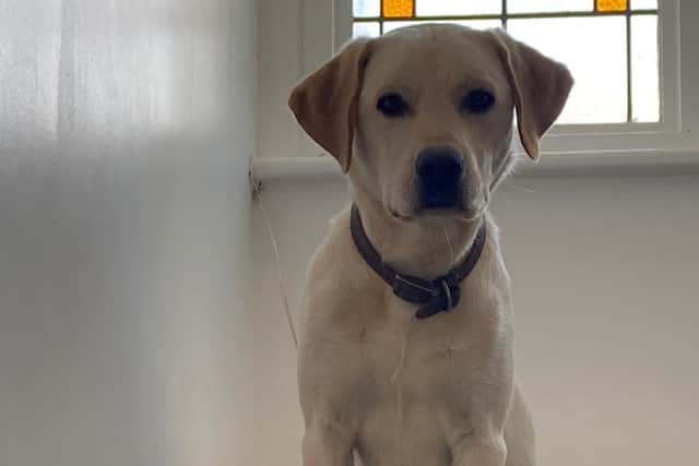 Ernie is a playful one-year-old golden labrador