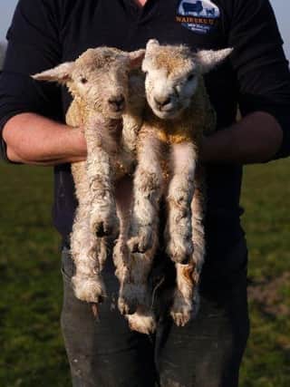 The Cowdray Estate in Midhurst has announced the rearing of two lambs as Spring comes to the Estate. SUS-221104-114745001