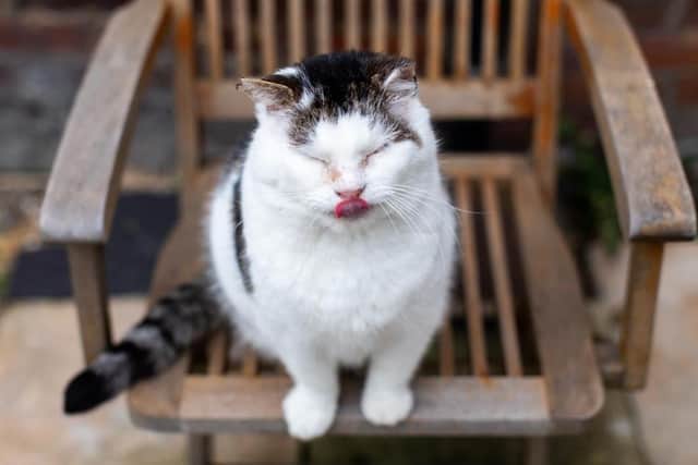 Cats Protection has warned that even a few chocolate buttons or a small chunk of chocolate could kill a cat this Easter. Picture: Cats Protection.