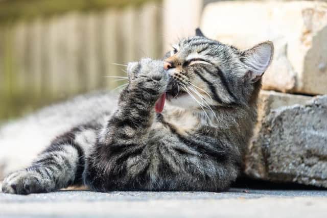 Cats Protection has warned that even a few chocolate buttons or a small chunk of chocolate could kill a cat this Easter. Picture: Cats Protection.