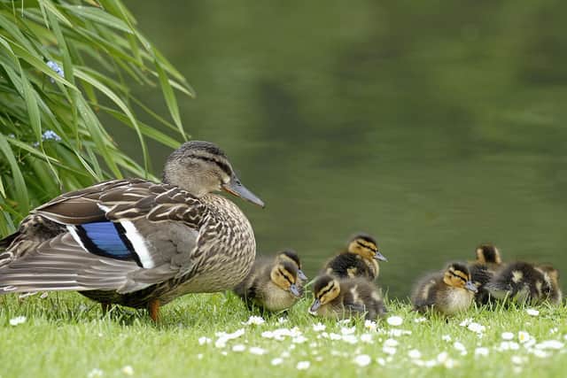 A female mallard with ducklings. Picture: Roger Wilmshurst/Sussex Wildlife Trust.
